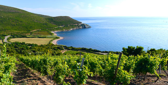 Paysage viticole Corse