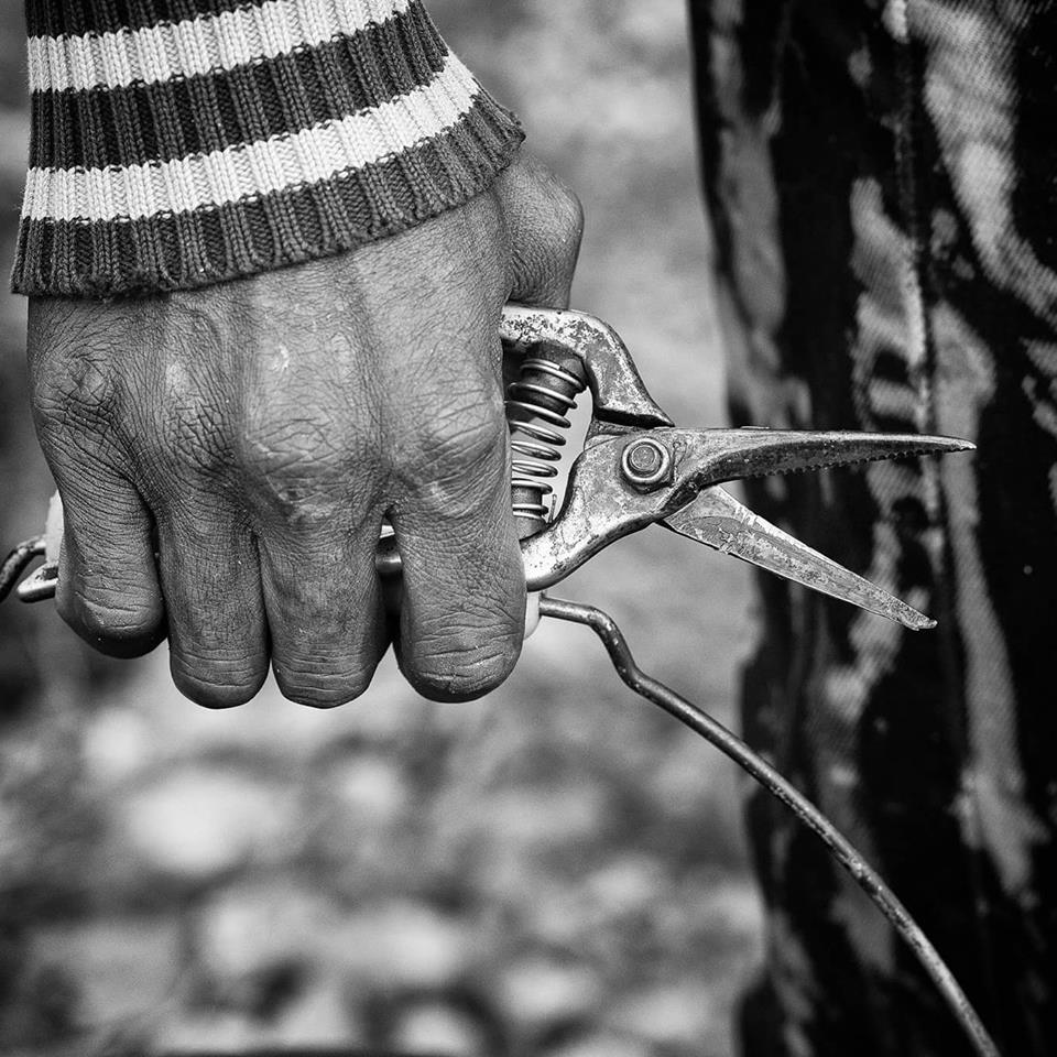 Photographie noir et blanc Olivier Chomis, sécateur, main, rayures, vignes